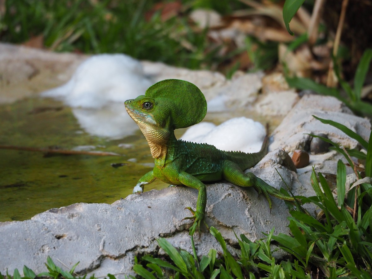 Basilisks - ML637166643