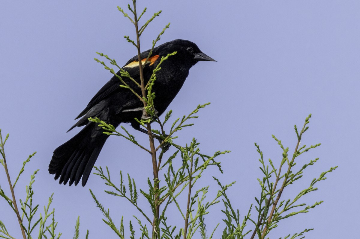 Red-winged Blackbird - ML637166645