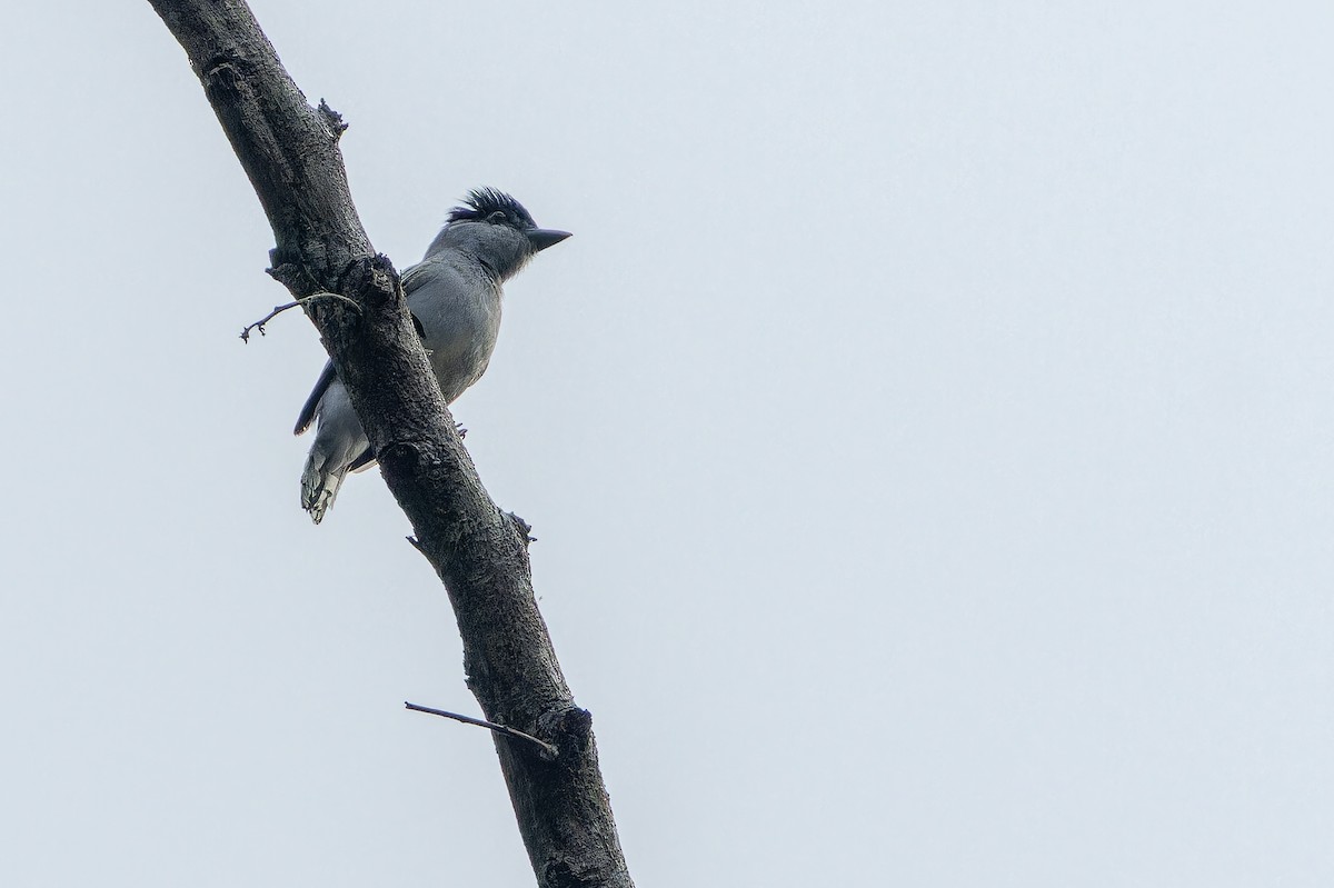Gray-collared Becard (Eastern) - ML637166660