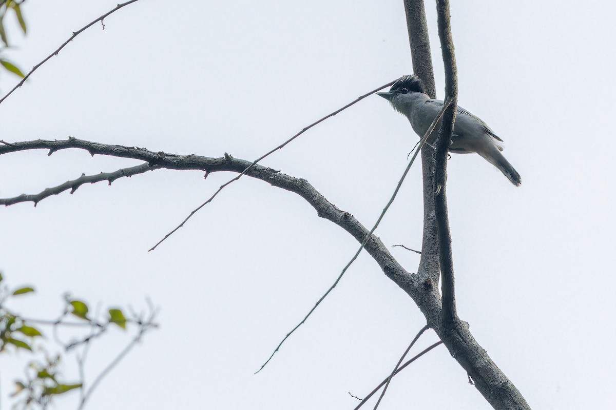 Gray-collared Becard (Eastern) - ML637166665
