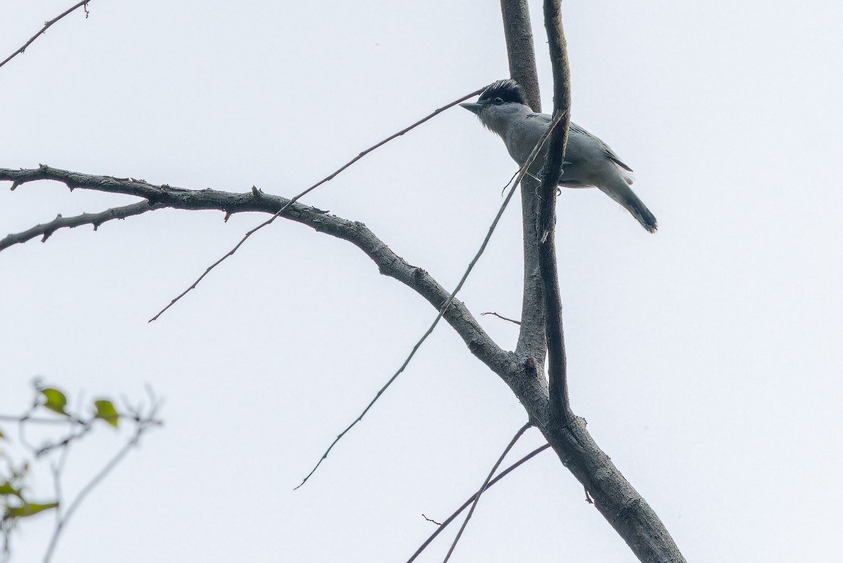 Gray-collared Becard (Eastern) - ML637166666