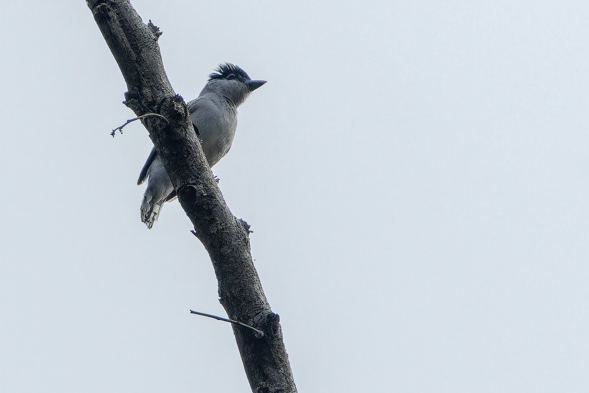 Gray-collared Becard (Eastern) - ML637166667