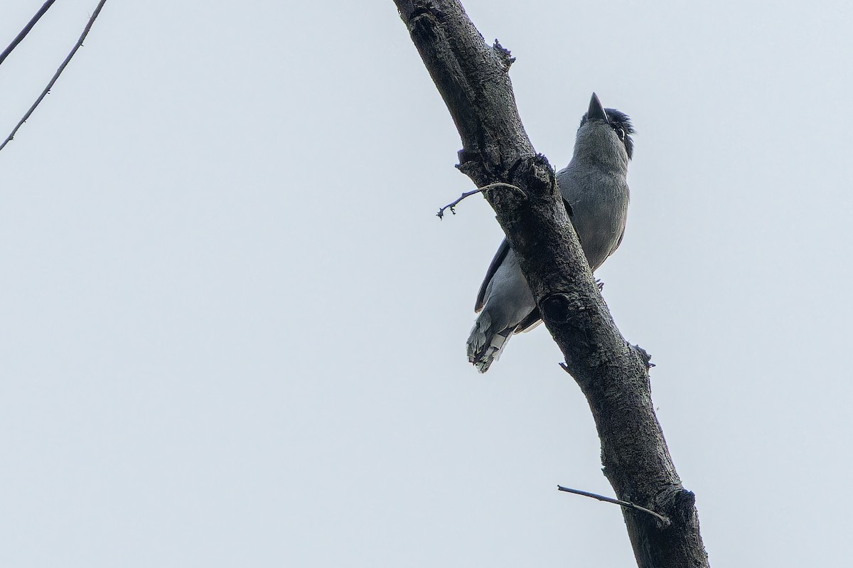 Gray-collared Becard (Eastern) - ML637166668