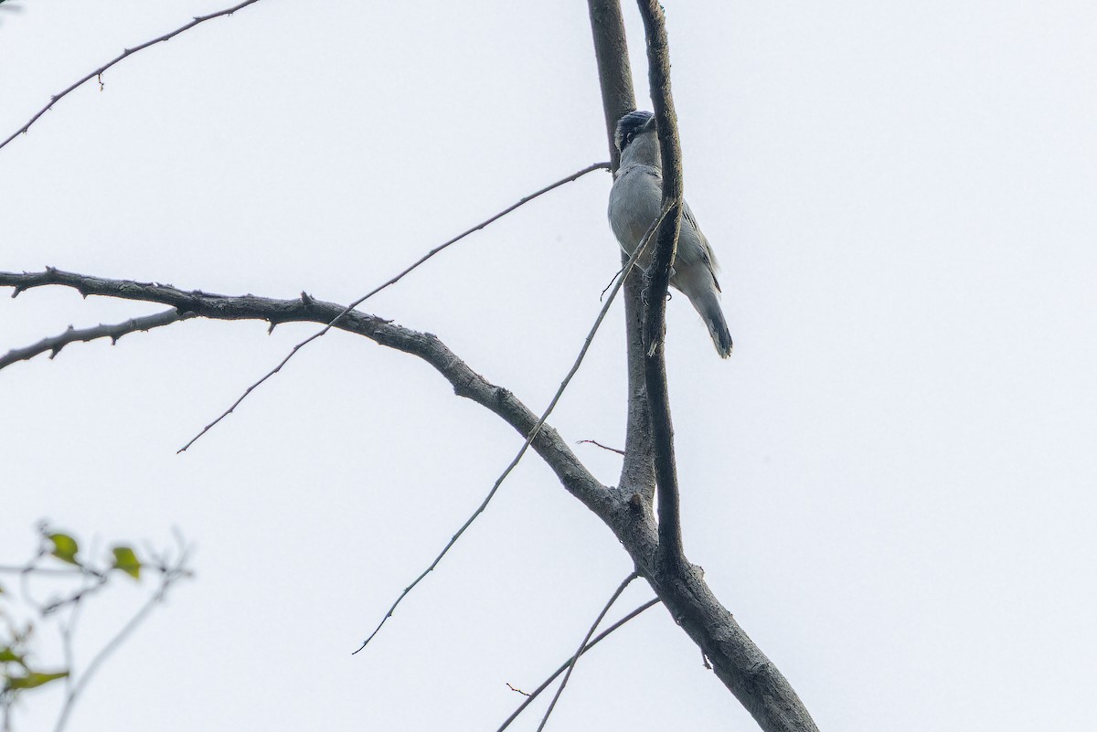 Gray-collared Becard (Eastern) - ML637166673