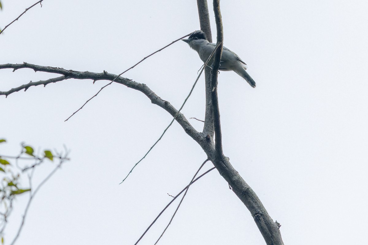Gray-collared Becard (Eastern) - ML637166676