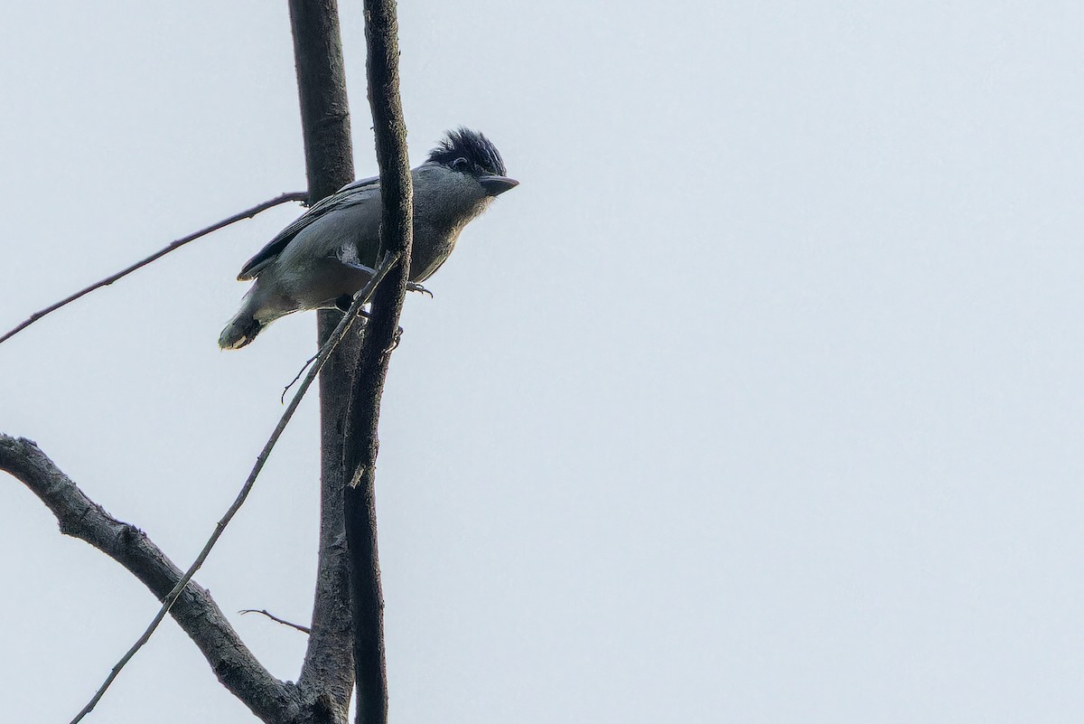 Gray-collared Becard (Eastern) - ML637166678