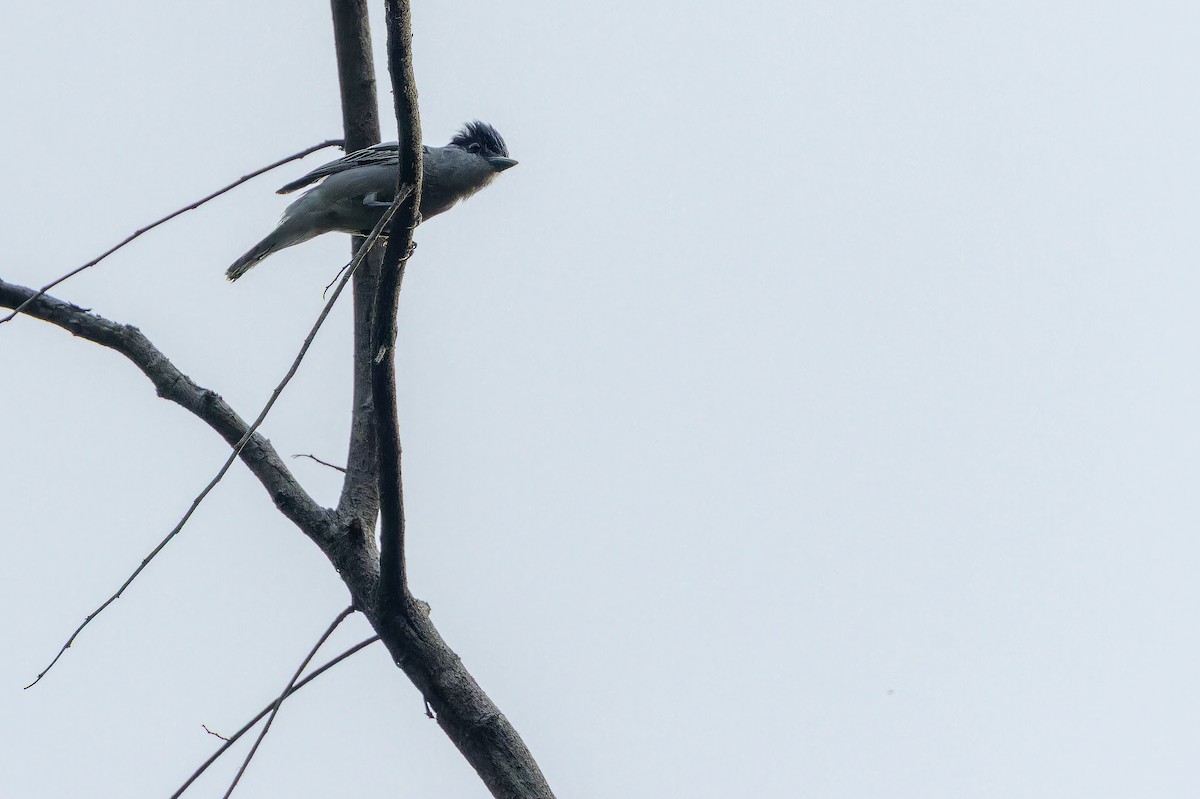 Gray-collared Becard (Eastern) - ML637166680