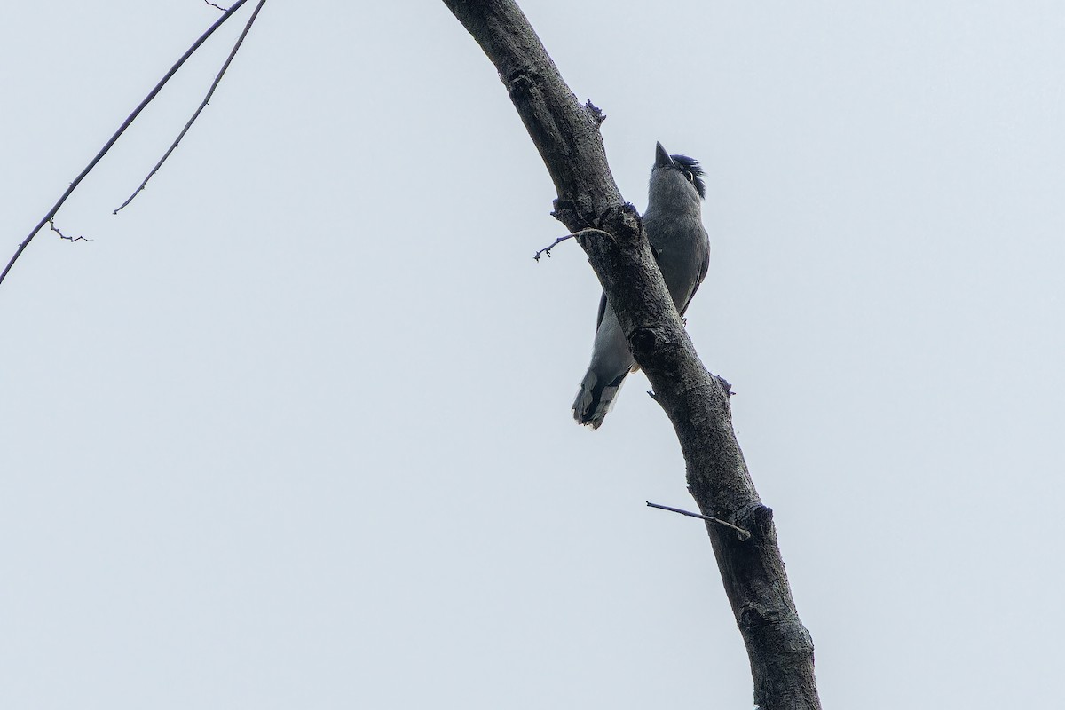 Gray-collared Becard (Eastern) - ML637166682