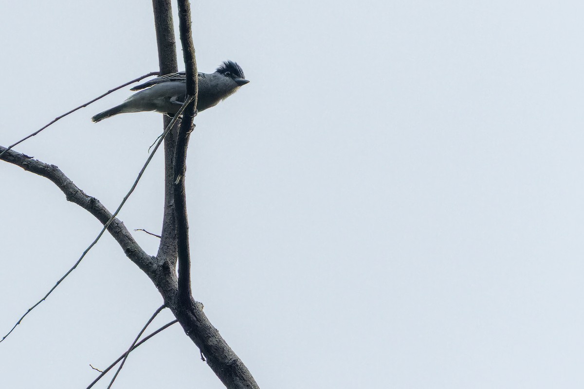 Gray-collared Becard (Eastern) - ML637166686