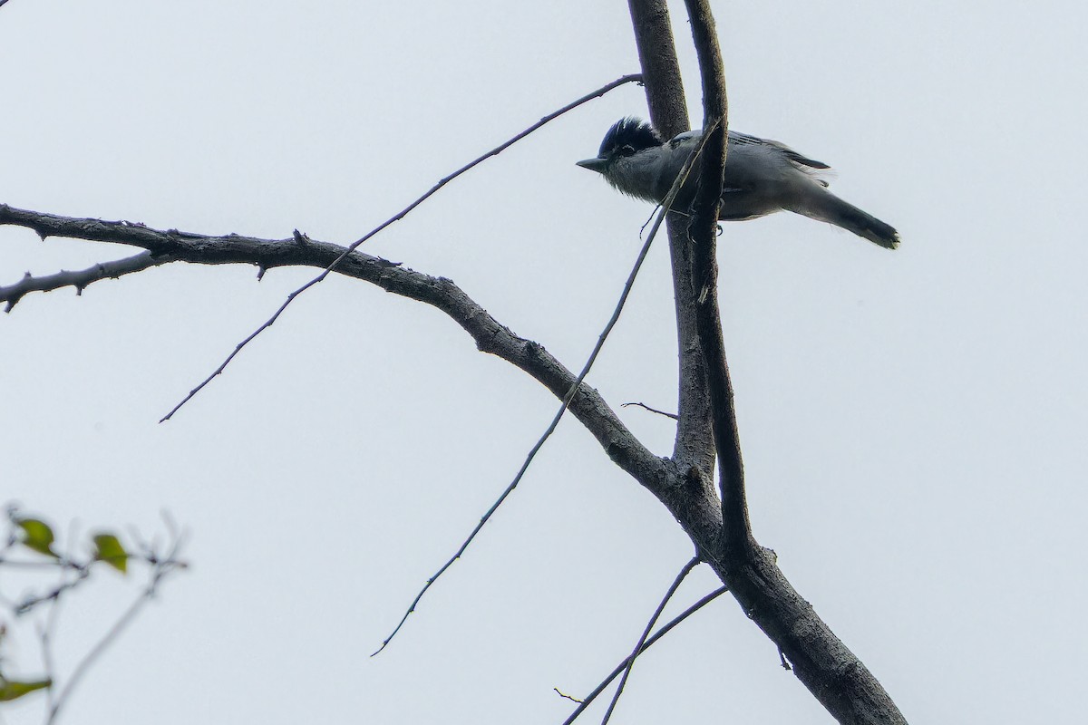 Gray-collared Becard (Eastern) - ML637166687