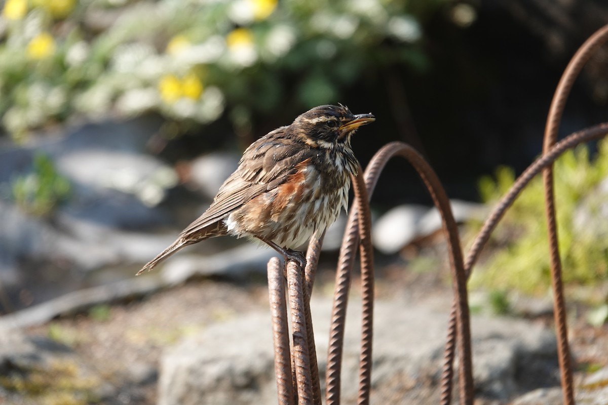 Redwing - ML637166698