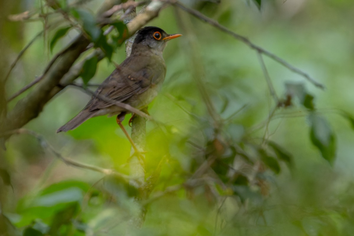 Black-headed Nightingale-Thrush - ML637166699