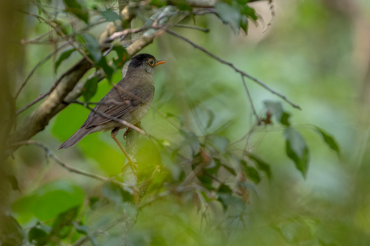 Black-headed Nightingale-Thrush - ML637166700