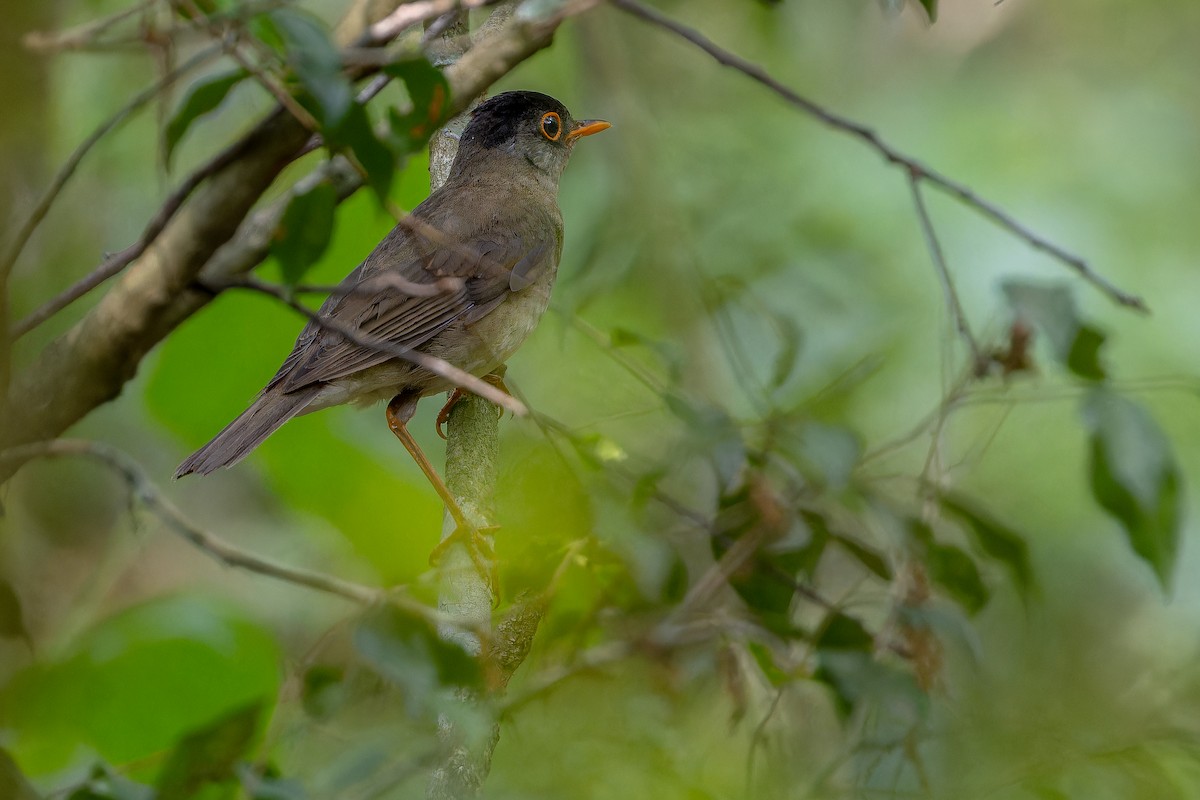 Black-headed Nightingale-Thrush - ML637166702