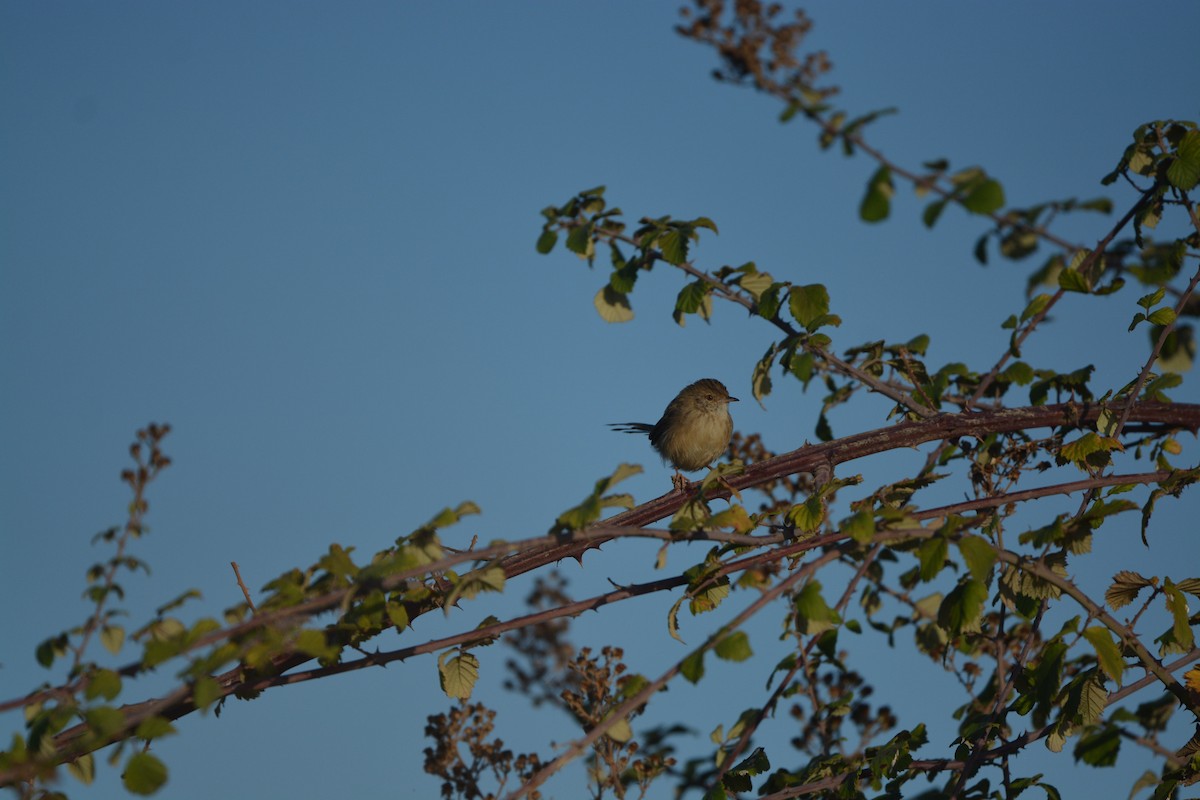 Delicate Prinia - ML637166709