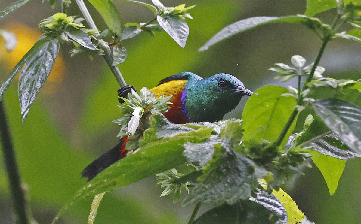 Regal Sunbird - ML637166715