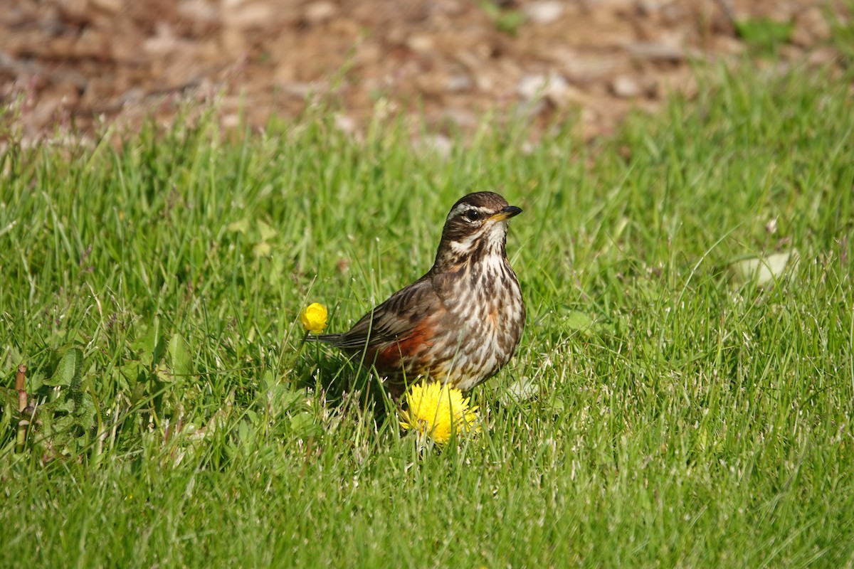Redwing - ML637166719