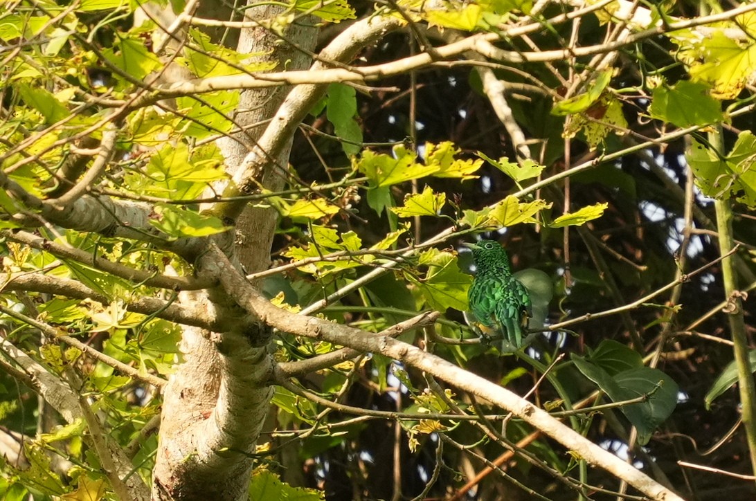 African Emerald Cuckoo - ML637166720