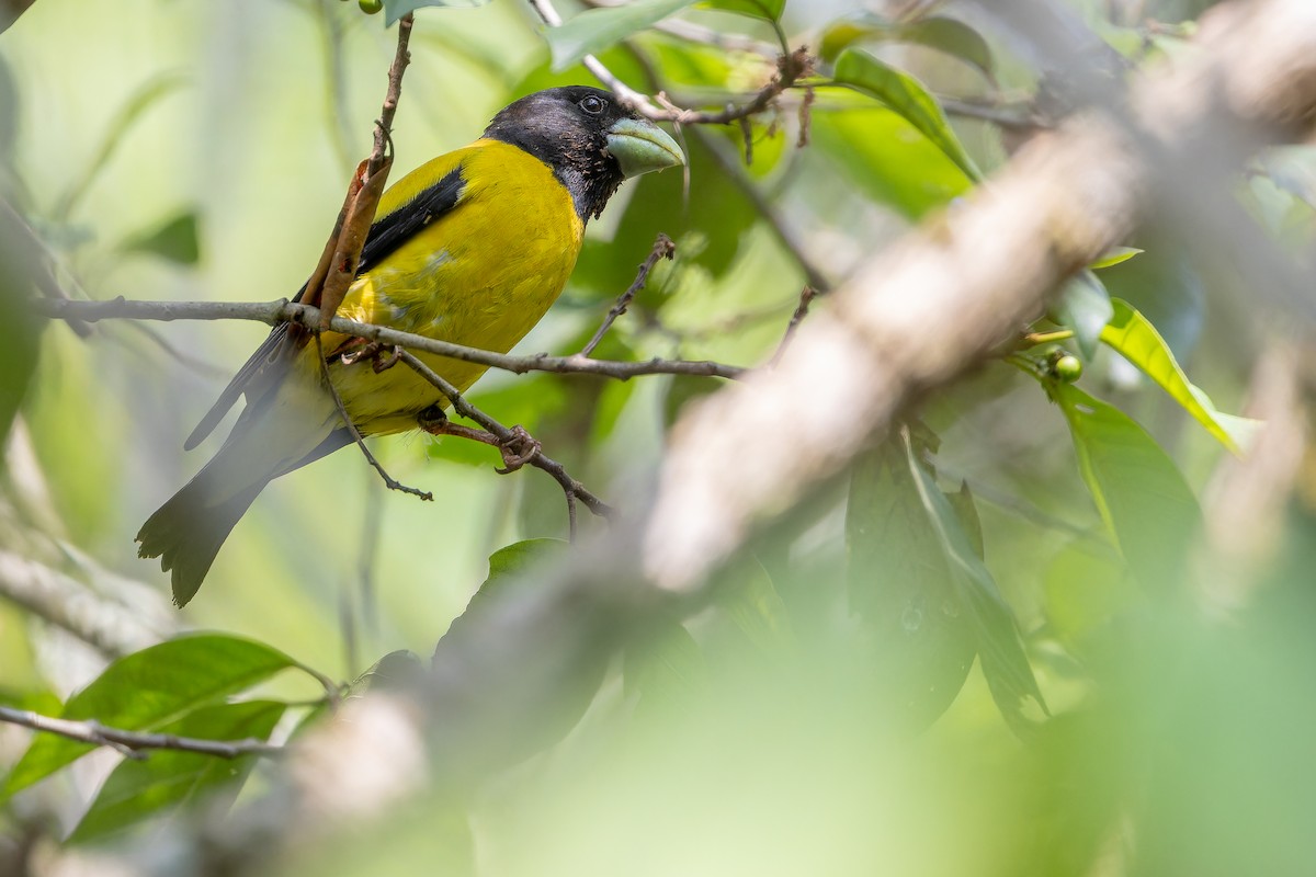 Hooded Grosbeak - ML637166722