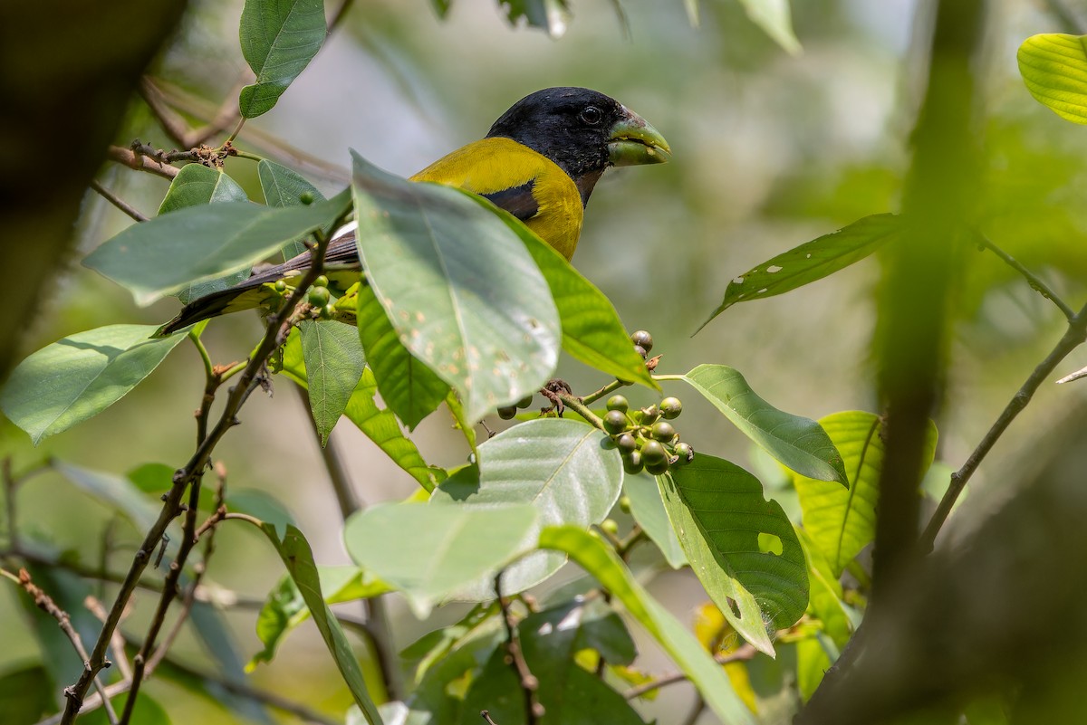 Hooded Grosbeak - ML637166724