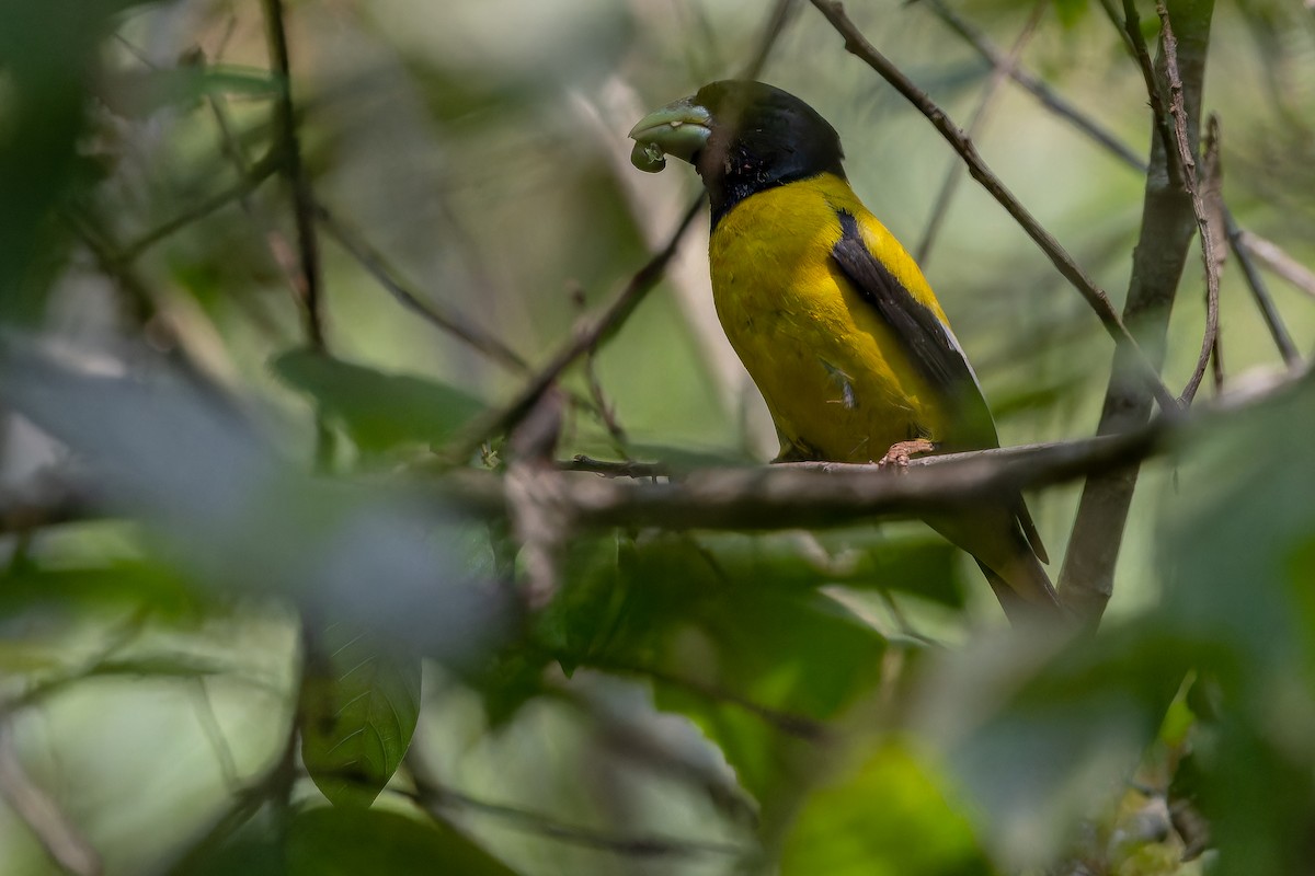 Hooded Grosbeak - ML637166725