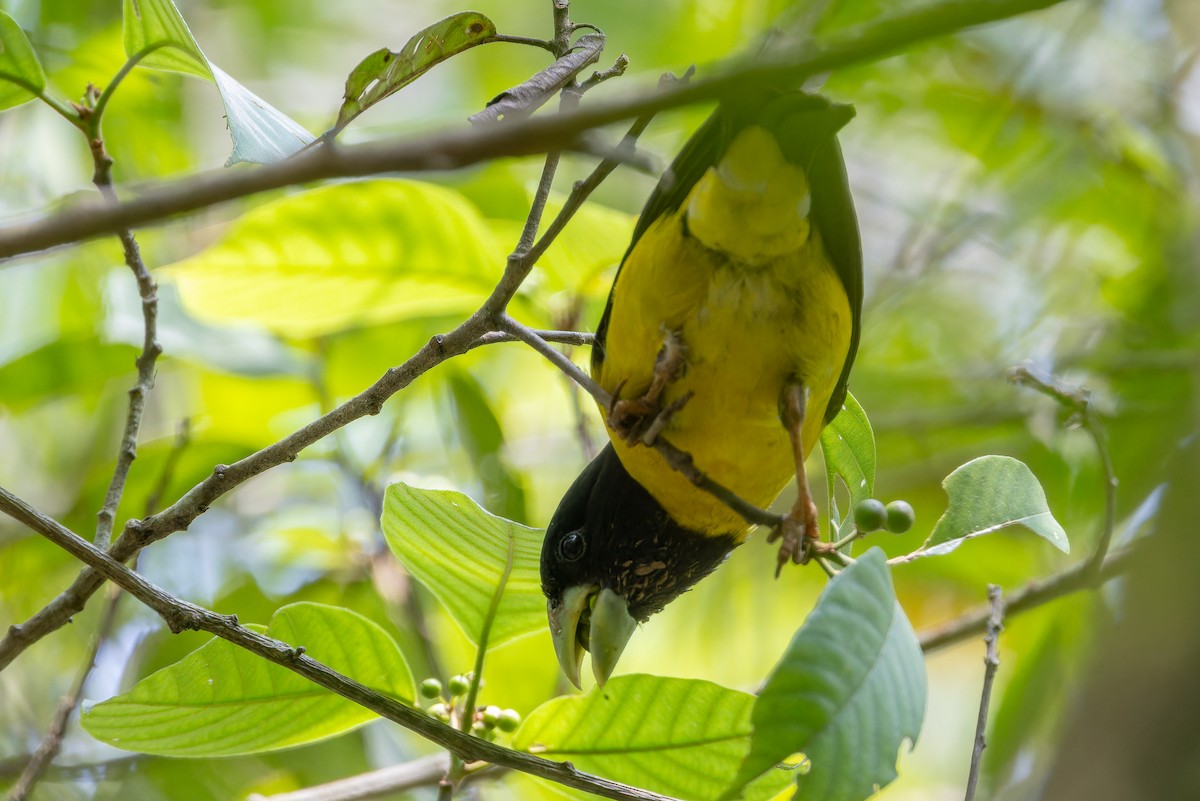 Hooded Grosbeak - ML637166727