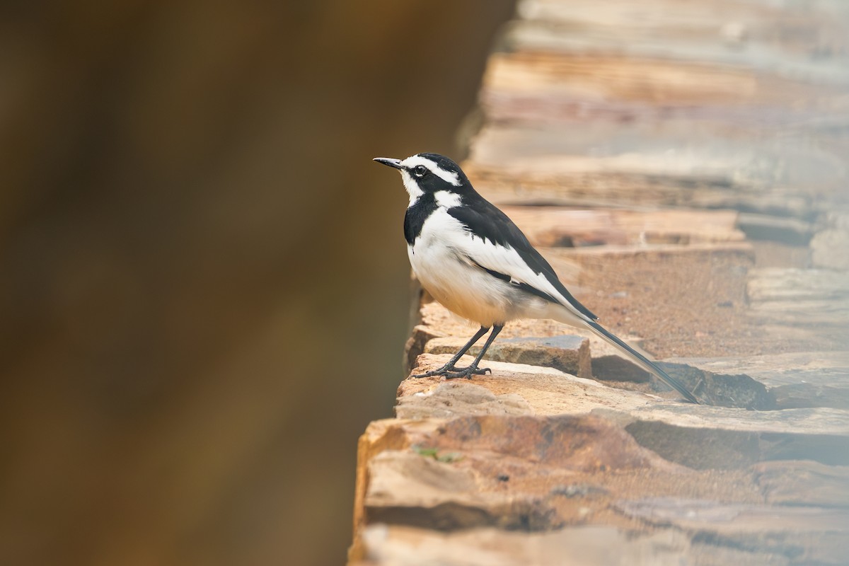 African Pied Wagtail - ML637166731