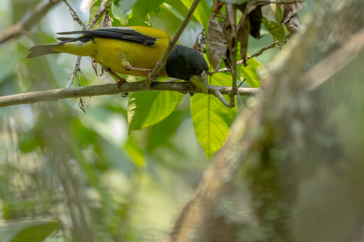 Hooded Grosbeak - ML637166732
