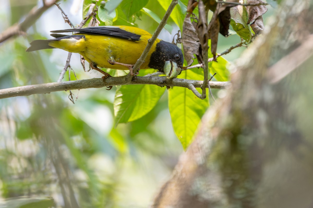 Hooded Grosbeak - ML637166735