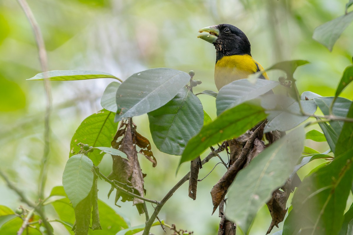 Hooded Grosbeak - ML637166737