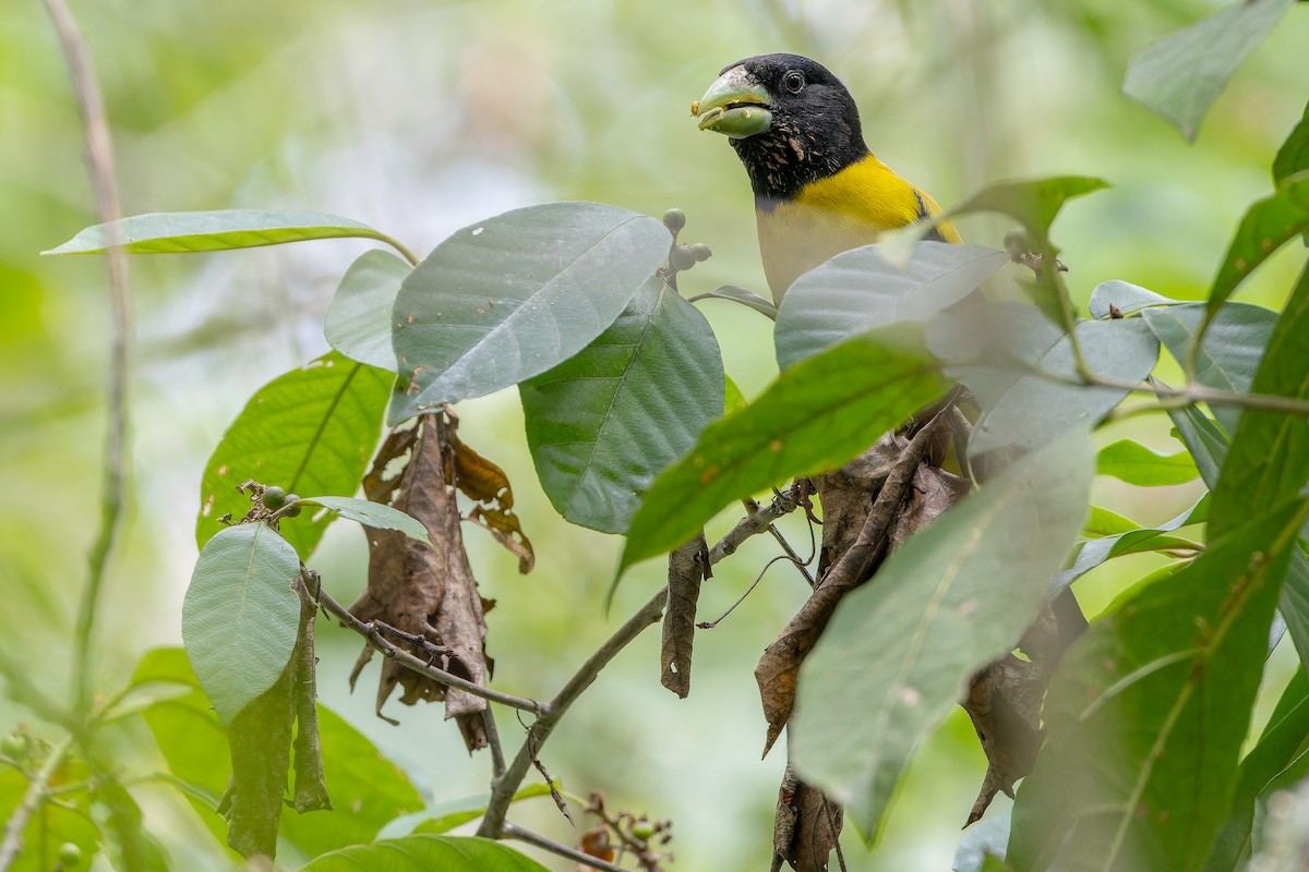 Hooded Grosbeak - ML637166738