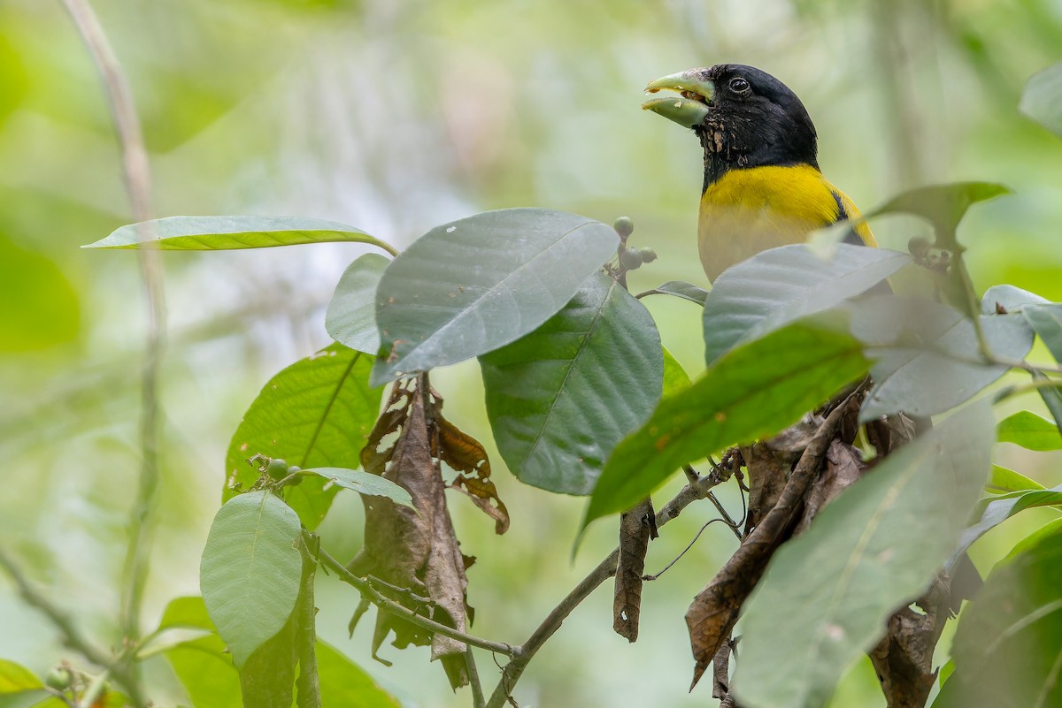 Hooded Grosbeak - ML637166739