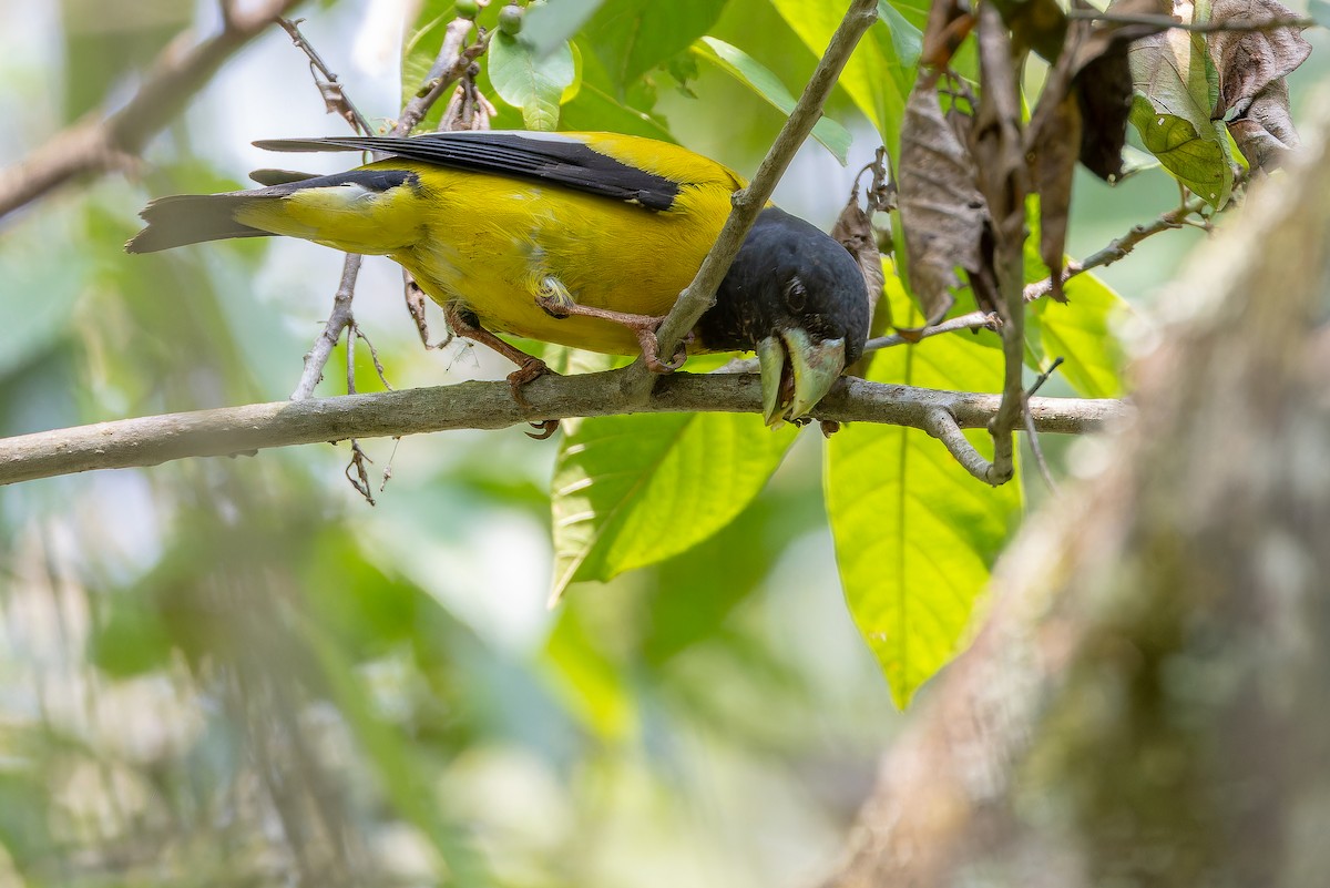 Hooded Grosbeak - ML637166740
