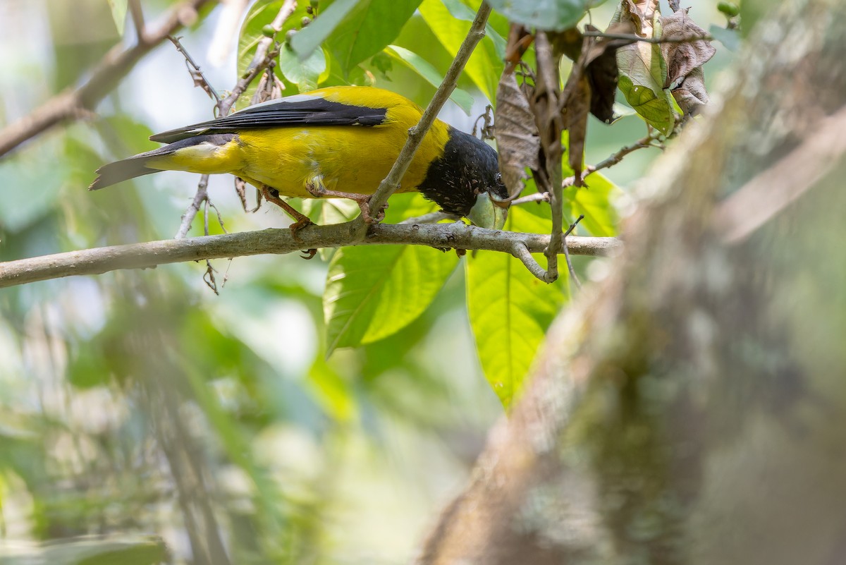 Hooded Grosbeak - ML637166742
