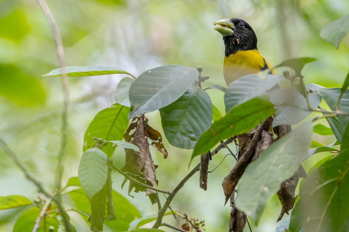 Hooded Grosbeak - ML637166743