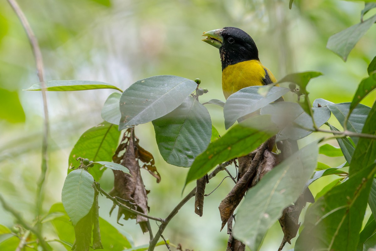 Hooded Grosbeak - ML637166744