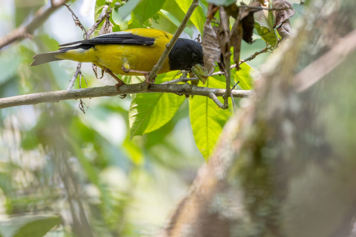 Hooded Grosbeak - ML637166745