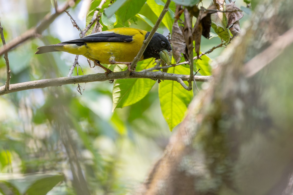 Hooded Grosbeak - ML637166746