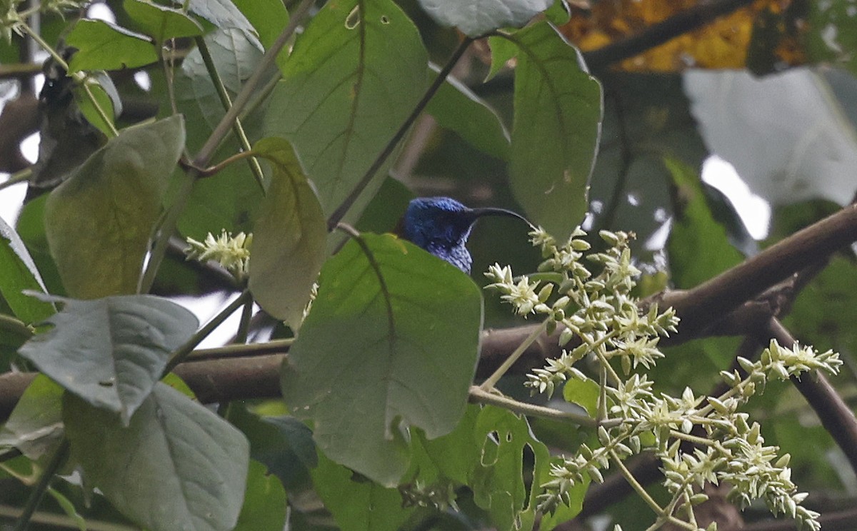 Blue-headed Sunbird - ML637166748