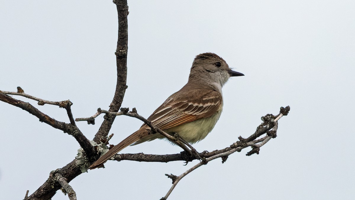 Ash-throated Flycatcher - ML637166751
