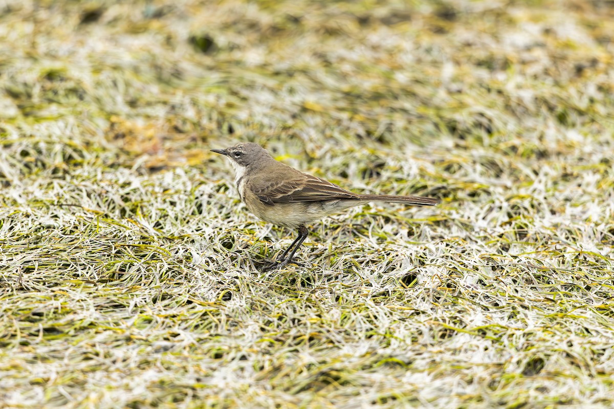 Cape Wagtail - ML637166753