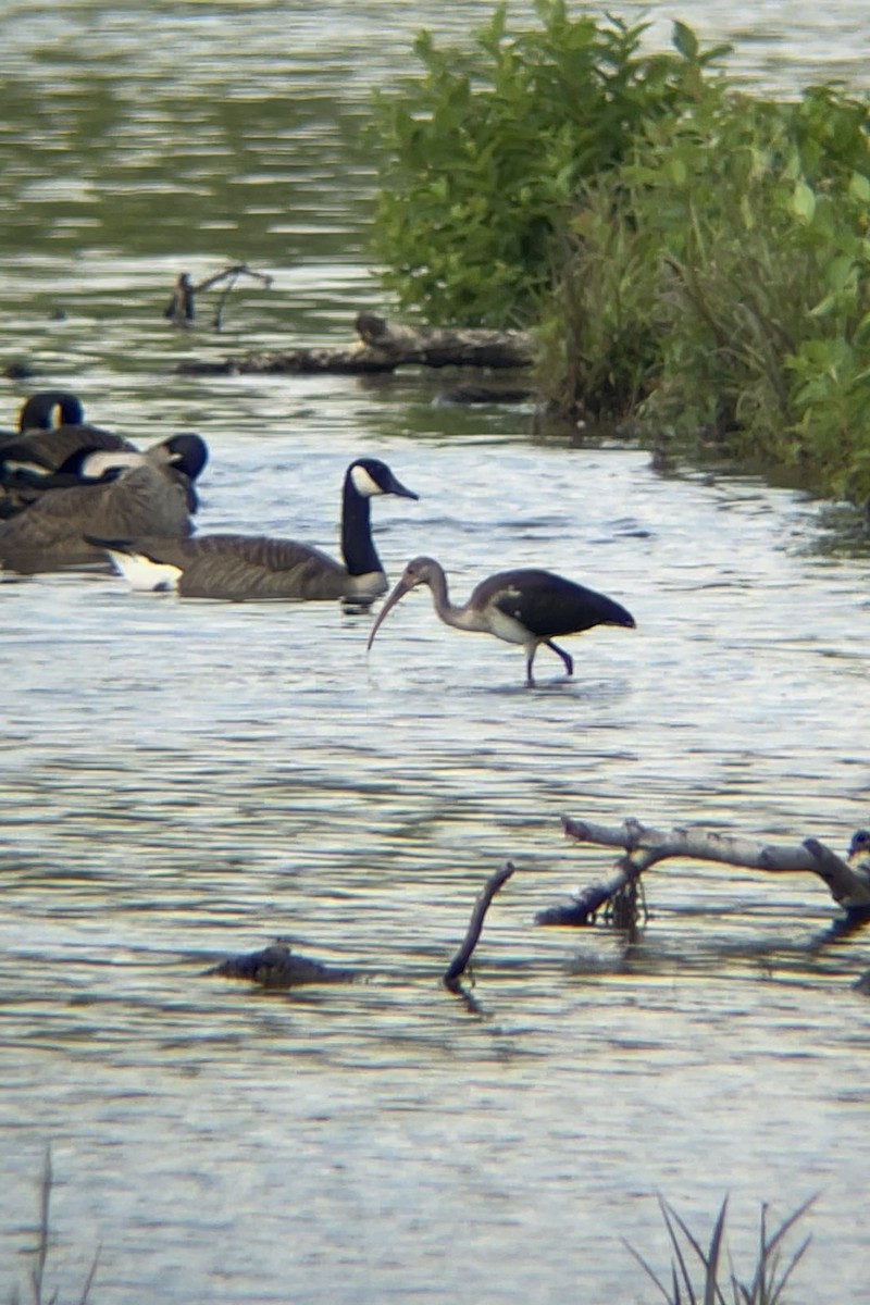 Ibis Blanco - ML637166757