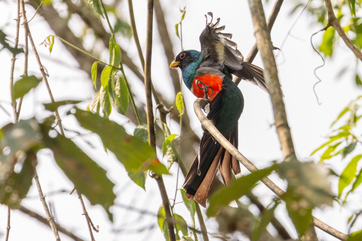 Mountain Trogon - ML637166763