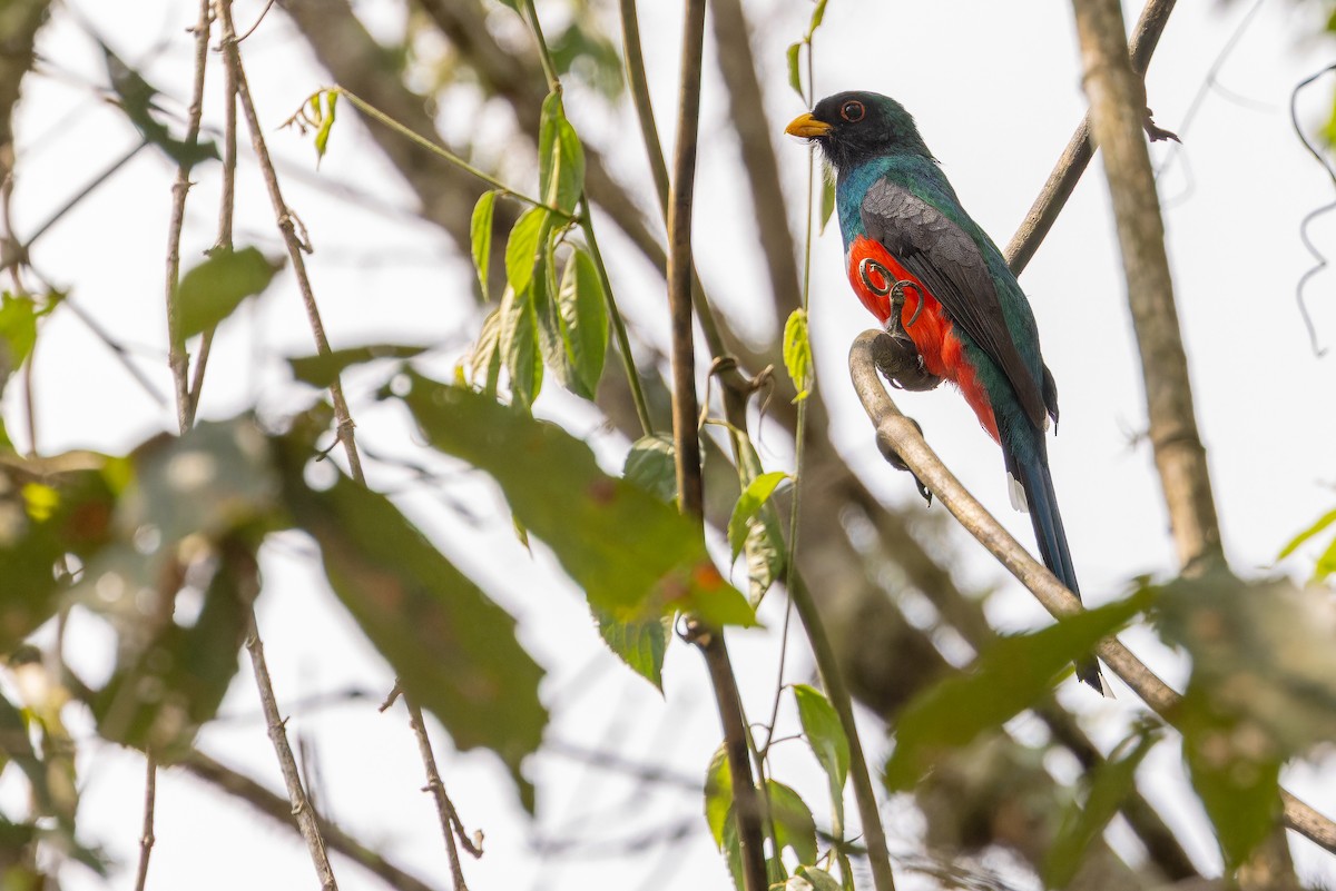Mountain Trogon - ML637166764