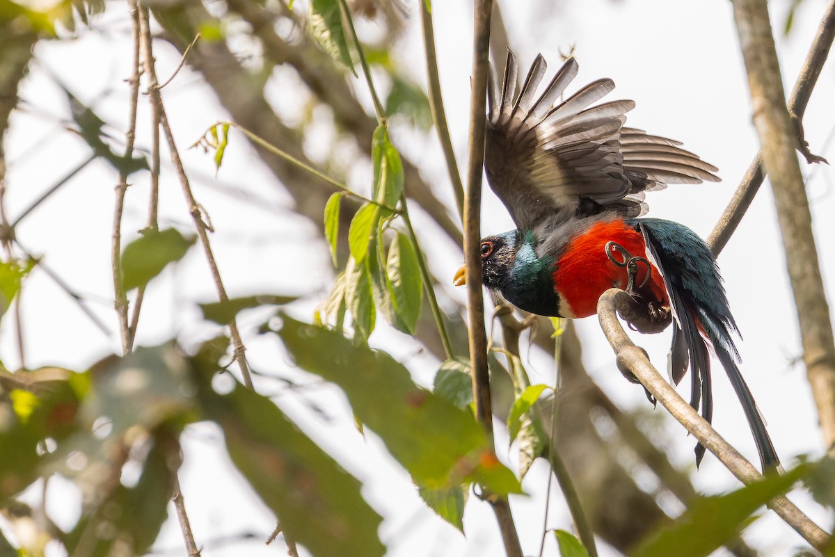 Mountain Trogon - ML637166765