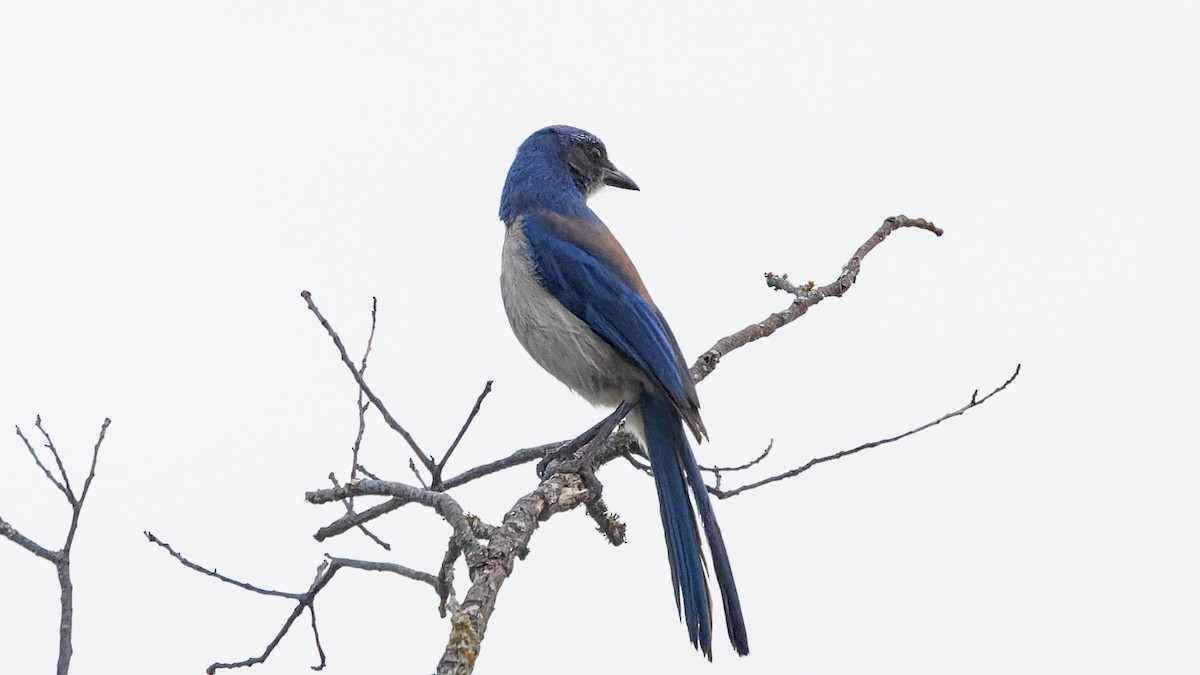 Woodhouse's Scrub-Jay - ML637166766
