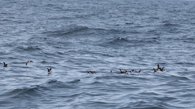 Wilson's Storm-Petrel - ML637166767