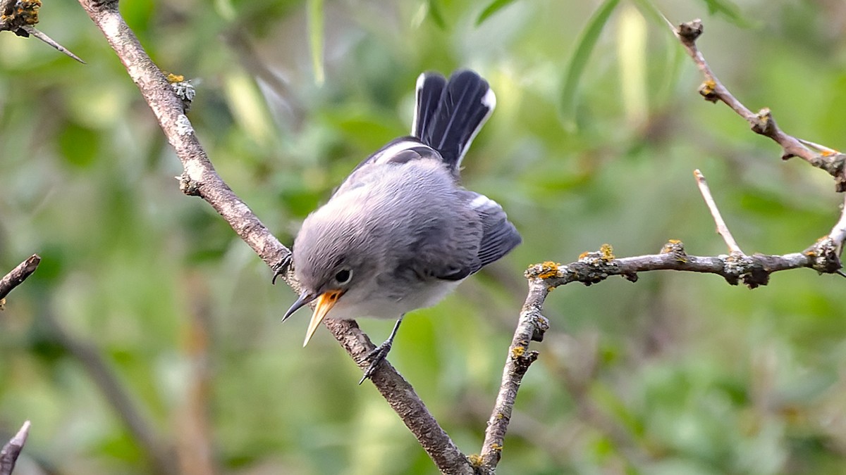 Blue-gray Gnatcatcher - ML637166788