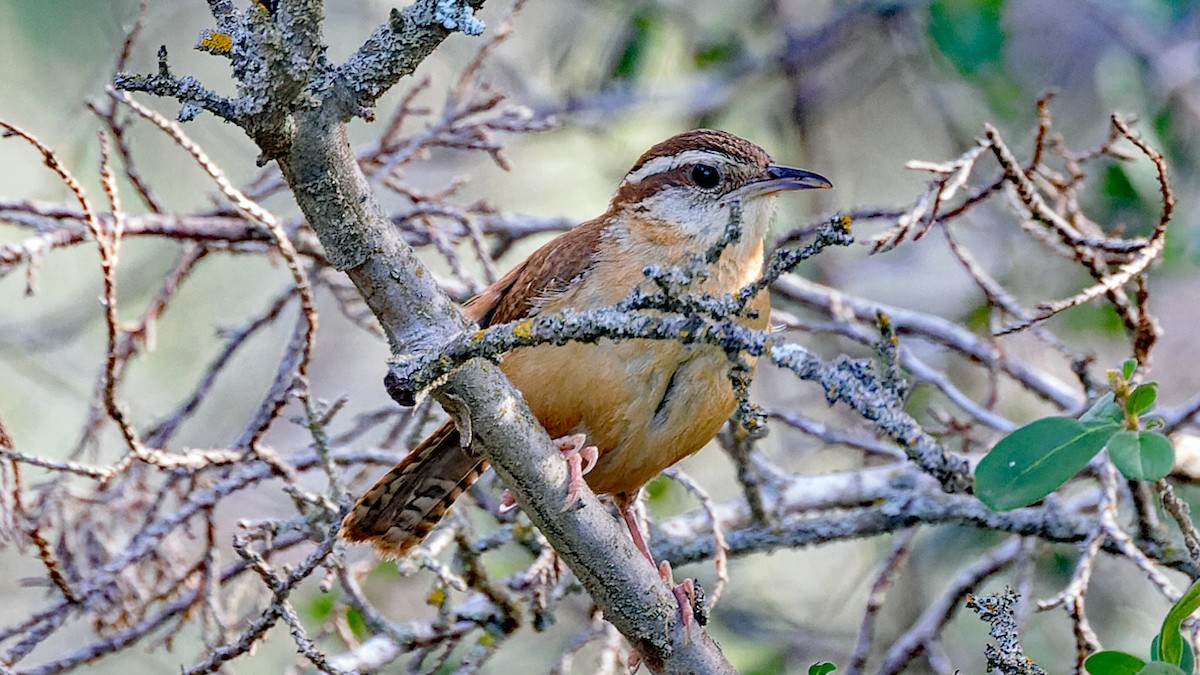 Carolina Wren - ML637166816