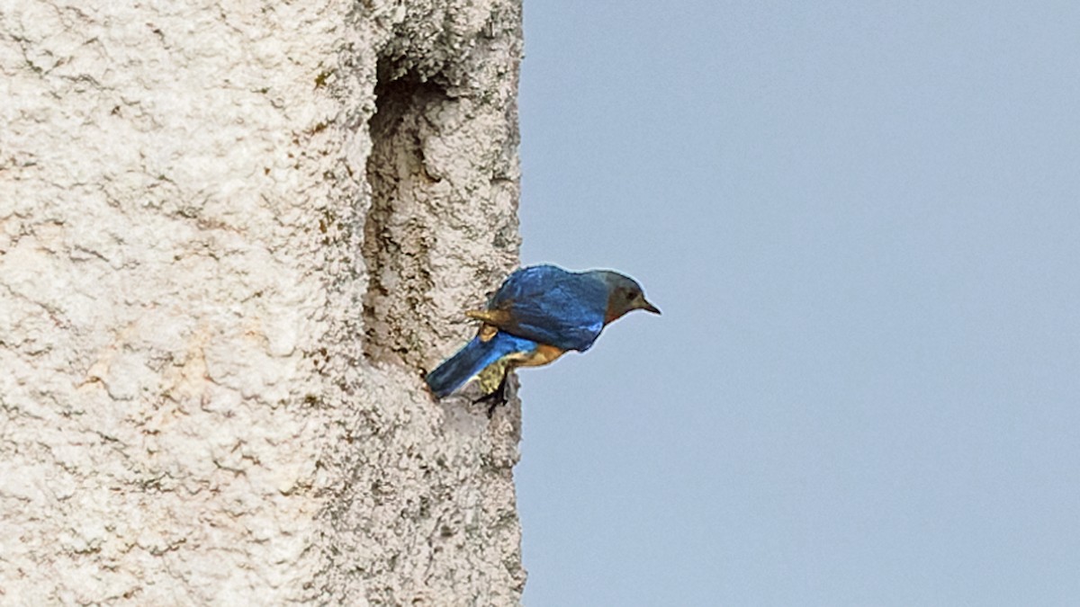 Eastern Bluebird - ML637166839